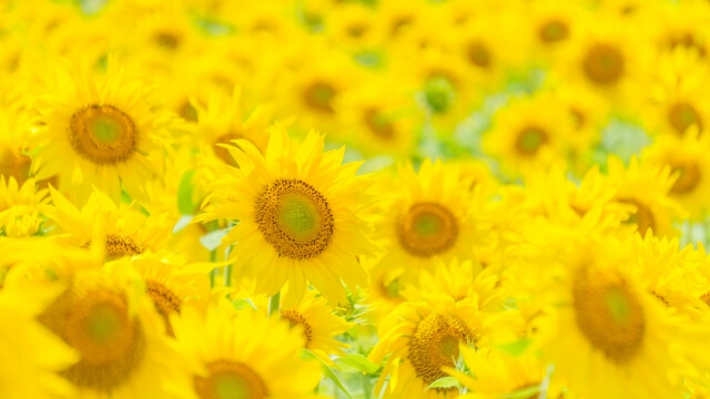 alt"sunflower"